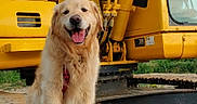 Mumble a rejoint le concours — aidez-le/la à gagner de superbes lots ! dog, golden_retriever, pet, animal, sitting, panting, happy, tongue, fluffy, long_hair, outdoor, construction_site, excavator, heavy_equipment, yellow_machine, metal_tracks, dirt, portrait, vertical_photo, daylight