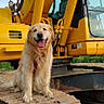 dog, golden_retriever, pet, animal, sitting, panting, happy, tongue, fluffy, long_hair, outdoor, construction_site, excavator, heavy_equipment, yellow_machine, metal_tracks, dirt, portrait, vertical_photo, daylight