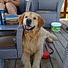 dog, golden_retriever, pet, animal, smiling, sitting, outdoor, deck, wooden_floor, patio, garden, chair, furniture, person, woman, blue_can, container, leash, sunlight, portrait