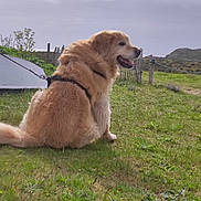 Mumble a rejoint le concours — aidez-le/la à gagner de superbes lots ! dog, golden_retriever, pet, sitting, outdoors, grass, hillside, coast, countryside, nature, landscape, rocky_terrain, cloudy_sky, harness, leash, fluffy_fur, golden_fur, profile, animal, rural