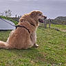 dog, golden_retriever, pet, sitting, outdoors, grass, hillside, coast, countryside, nature, landscape, rocky_terrain, cloudy_sky, harness, leash, fluffy_fur, golden_fur, profile, animal, rural