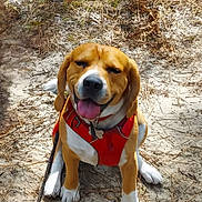 Nesty a rejoint le concours — aidez-le/la à gagner de superbes lots ! dog, beagle, outdoor, harness, sitting, tongue_out, happy, pet, animal, nature, leaves, sand, sunlight, forest_floor, smiling, canine, brown, white, ears, collar