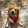 dog, beagle, outdoor, harness, sitting, tongue_out, happy, pet, animal, nature, leaves, sand, sunlight, forest_floor, smiling, canine, brown, white, ears, collar