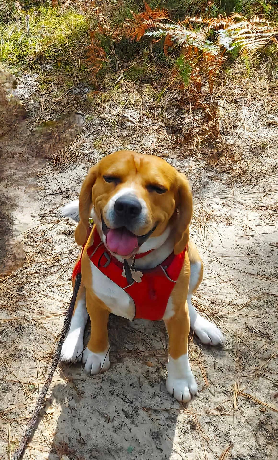 Nesty a rejoint le concours — aidez-le/la à gagner de superbes lots ! dog, beagle, outdoor, harness, sitting, tongue_out, happy, pet, animal, nature, leaves, sand, sunlight, forest_floor, smiling, canine, brown, white, ears, collar