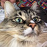 animal, cat, close_up, colorful, couch, ears, fabric, face, feline, fluffy_fur, green_eyes, home, indoor, nose, person, pet, portrait, quilt, relaxing, whiskers
