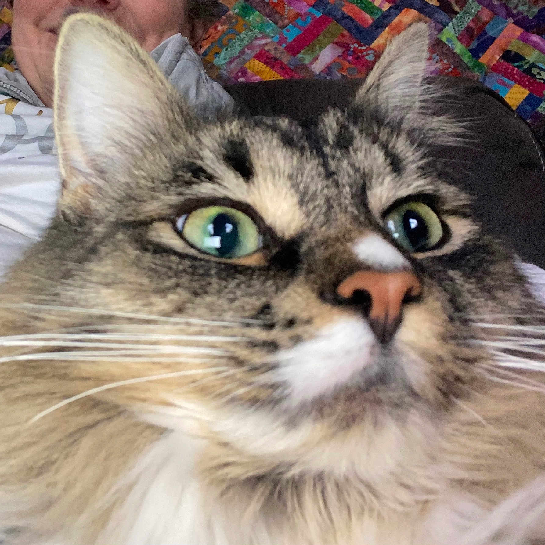 Flurkin is registered to the contest to win money with this photo: animal, cat, close_up, colorful, couch, ears, fabric, face, feline, fluffy_fur, green_eyes, home, indoor, nose, person, pet, portrait, quilt, relaxing, whiskers