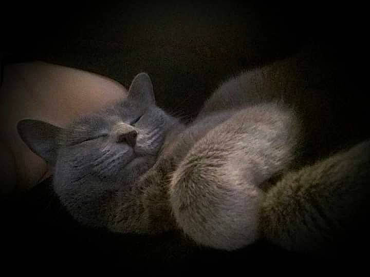 Nala participe au concours pour gagner de l'argent avec cette photo : carnivore, cat, claw, comfort, darkness, domestic_short_haired_cat, ear, eye, felidae, fur, grey, nap, paw, russian_blue, sleep, small_to_medium_sized_cats, tail, whiskers, window