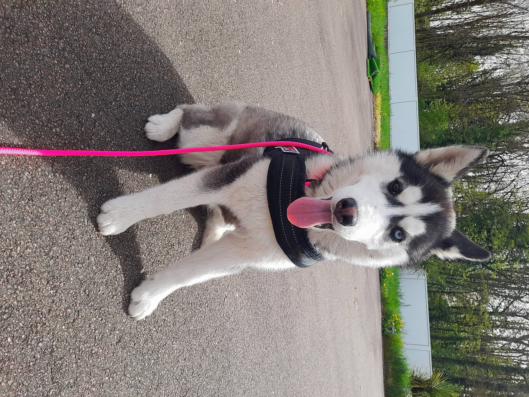 Inaya participe au concours pour gagner de l'argent avec cette photo : canidae, carmine, carnivore, collar, companion_dog, dog, dog_breed, dog_supply, fur, pet_supply, plant, road_surface, snout, sporting_group, tail, tree, vertebrate, water, working_animal, working_dog