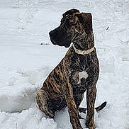 Newt joined the competition — help win amazing prizes! alert, animal, background, brindle, canine, cold, collar, dog, fur, nature, outdoor, paw, pet, portrait, side_view, sitting, snow, white, winter, young_dog