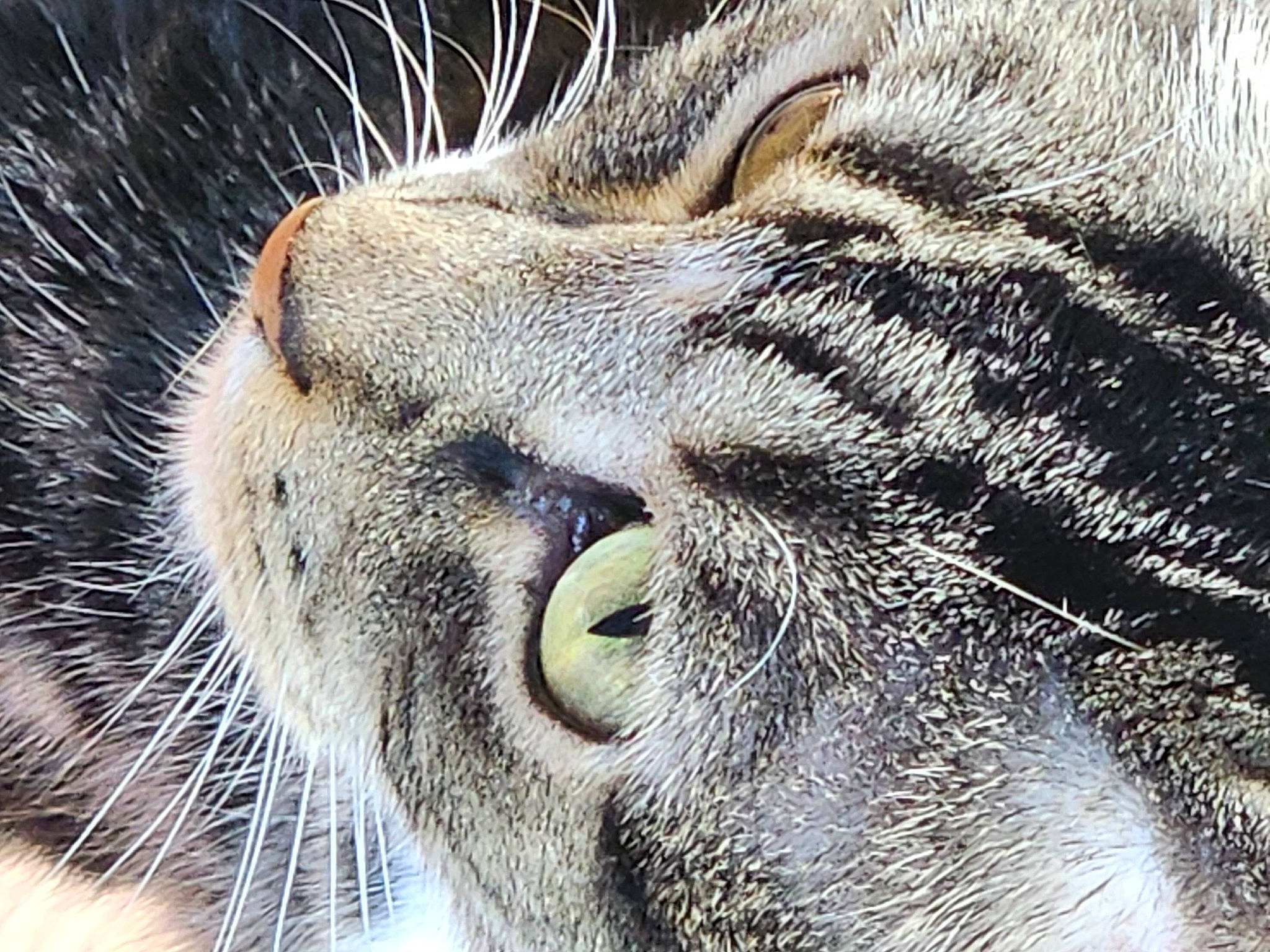Booboo is registered to the contest to win money with this photo: big_cats, carnivore, cat, claw, close_up, domestic_short_haired_cat, eye, fawn, felidae, fur, grass, head, human_body, nose, paw, small_to_medium_sized_cats, snout, terrestrial_animal, whiskers, wildlife