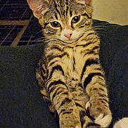 Tom joined the competition — help win amazing prizes! cat, kitten, tabby, striped, feline, pet, animal, whiskers, paws, ears, cute, relaxed, indoor, fur, young, mammal, looking, portrait, sitting, domestic