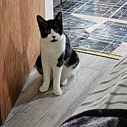 Beans is registered to the contest to win money with this photo: cat, black_and_white, sitting, indoor, floor, wooden_floor, doorway, tiles, curious, pet, animal, feline, domestic_cat, striped_blanket, bed, home, quiet, calm, looking, ears_up