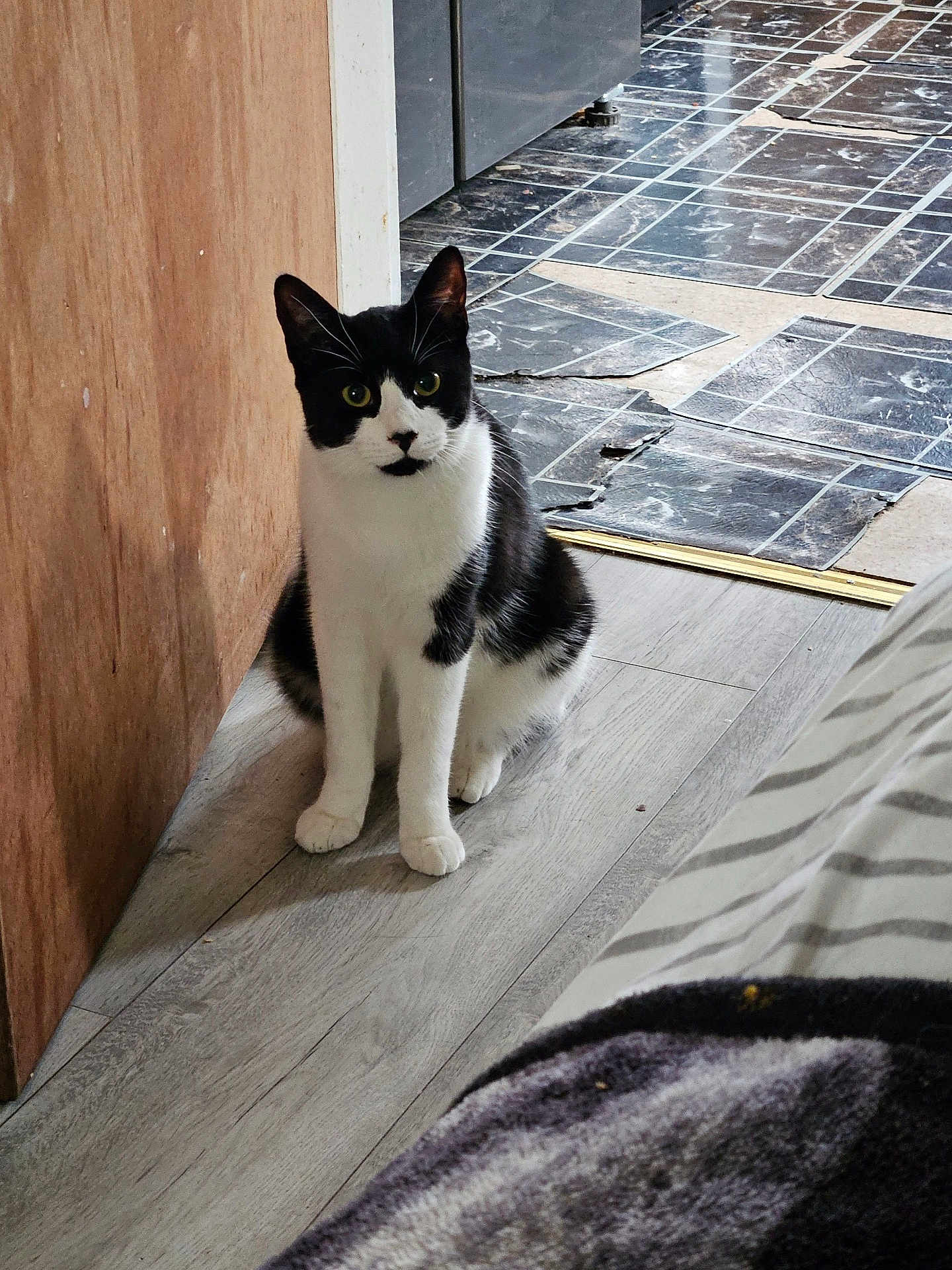 Beans is registered to the contest to win money with this photo: cat, black_and_white, sitting, indoor, floor, wooden_floor, doorway, tiles, curious, pet, animal, feline, domestic_cat, striped_blanket, bed, home, quiet, calm, looking, ears_up