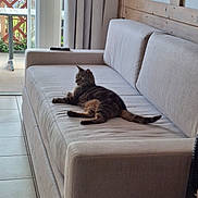 Quettowe a rejoint le concours — aidez-le/la à gagner de superbes lots ! cat, tabby_cat, couch, sofa, indoor, pet, furniture, relaxing, animal, home, living_room, window, curtain, remote_control, wood, floor_tiles, daylight, resting, domestic_cat, calm
