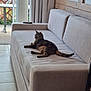 animal, calm, cat, couch, curtain, daylight, domestic_cat, floor_tiles, furniture, home, indoor, living_room, pet, relaxing, remote_control, resting, sofa, tabby_cat, window, wood