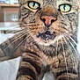 Quettowe a rejoint le concours — aidez-le/la à gagner de superbes lots ! cat, tabby, close_up, drool, whiskers, green_eyes, pet, animal, feline, indoor, blurred_background, cute, curious, mouth, nose, fur, portrait, face, domestic_cat, mammal