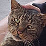 Quettowe a rejoint le concours — aidez-le/la à gagner de superbes lots ! animal, blurred_background, cat, close_up, domestic_cat, ears, expression, face, feline, fur, green_eyes, hand, holding, indoor, muzzle, person, pet, portrait, tabby_cat, whiskers