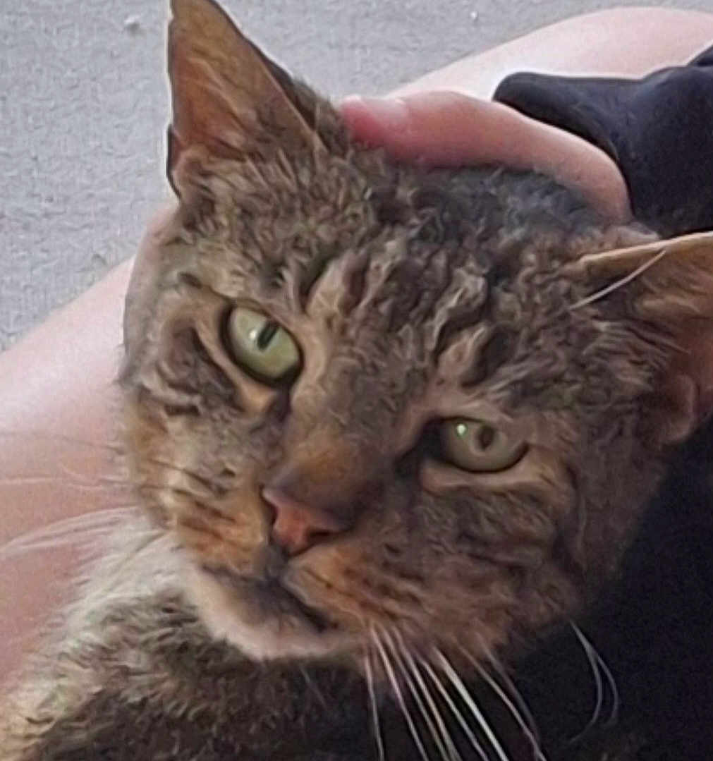 Quettowe a rejoint le concours — aidez-le/la à gagner de superbes lots ! animal, blurred_background, cat, close_up, domestic_cat, ears, expression, face, feline, fur, green_eyes, hand, holding, indoor, muzzle, person, pet, portrait, tabby_cat, whiskers