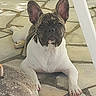 Brasco a rejoint le concours — aidez-le/la à gagner de superbes lots ! animal, bat_ears, black_and_white, brindle, close_up, dog, french_bulldog, front_paws, garden, outdoor, patio, paving_stones, pet, portrait, puppy, short_snout, sitting, sunlight, white_fur, wrinkles