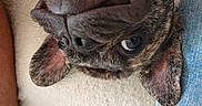 Brasco participe au concours pour gagner de l'argent avec cette photo : animal, blue_eyes, brindle, brown_and_white, bulldog, close_up, couch, denim, dog, floppy_ears, home, indoor, lying_down, muzzle, nose, pet, portrait, relaxed, upside_down, wrinkled