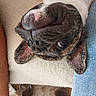 animal, blue_eyes, brindle, brown_and_white, bulldog, close_up, couch, denim, dog, floppy_ears, home, indoor, lying_down, muzzle, nose, pet, portrait, relaxed, upside_down, wrinkled