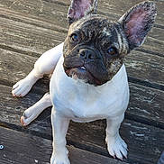 Brasco a rejoint le concours — aidez-le/la à gagner de superbes lots ! animal, bat_ears, black, brindle, brown, close_up, dog, eyes, floor, french_bulldog, funny_expression, outdoor, paws, pet, photography, portrait, sitting, white, white_coat, wooden_deck