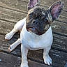 animal, bat_ears, black, brindle, brown, close_up, dog, eyes, floor, french_bulldog, funny_expression, outdoor, paws, pet, photography, portrait, sitting, white, white_coat, wooden_deck