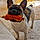 Brasco