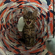 Rocket is registered to the contest to win money with this photo: animal, cat, colorful, cute, ears, feline, floor, fur, indoor, kitten, mouth_open, pattern, pet, playful, sitting, small, toy, tunnel, wall, whiskers