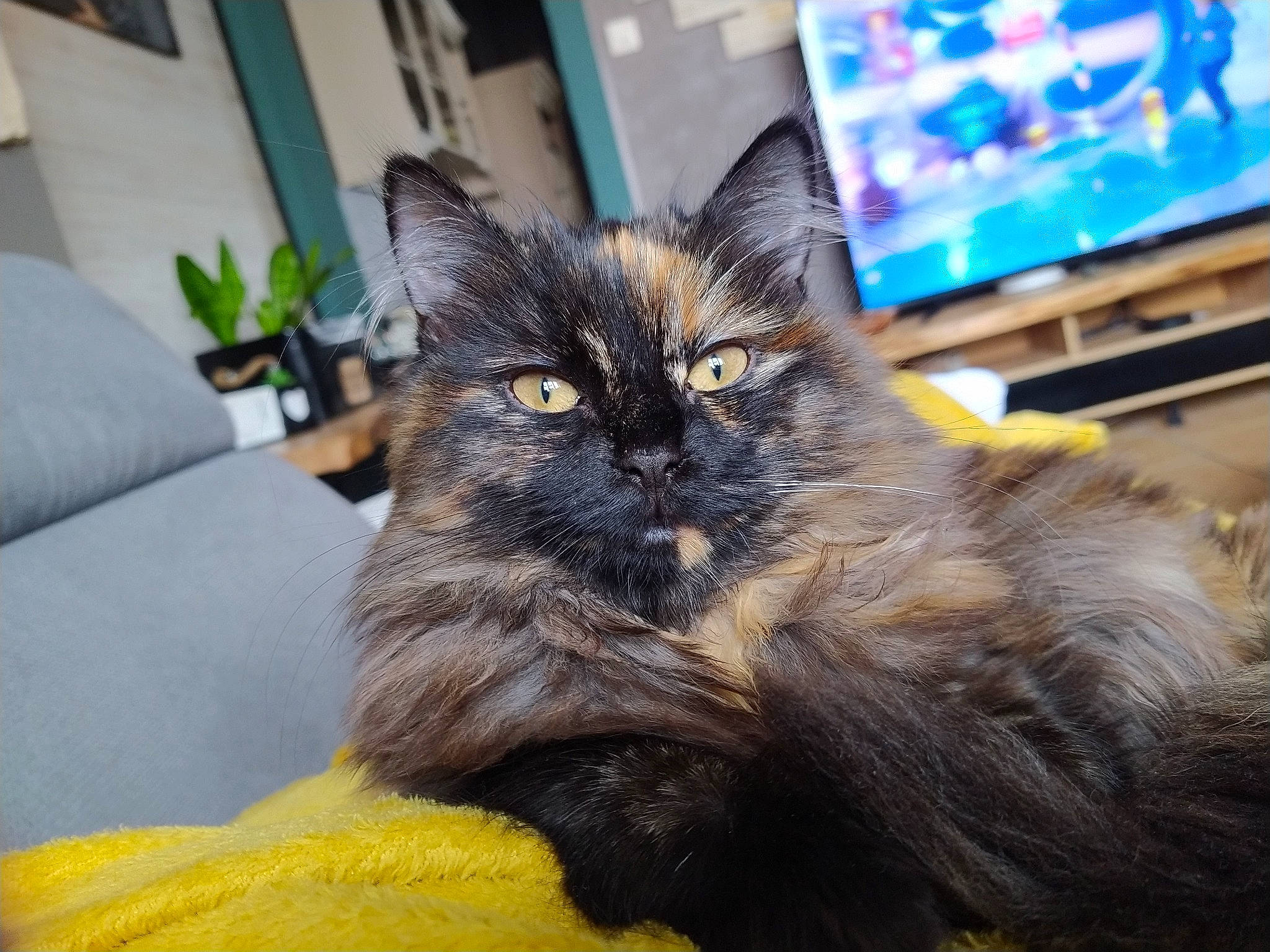 Tosca a rejoint le concours — aidez-le/la à gagner de superbes lots ! black_cat, carnivore, cat, claw, comfort, computer_keyboard, computer_monitor, display_device, domestic_short_haired_cat, felidae, flowerpot, fur, houseplant, paw, plant, small_to_medium_sized_cats, snout, tail, whiskers, window