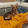 Blacky participe au concours pour gagner de l'argent avec cette photo : dog, blanket, couch, indoor, pet, furniture, orange_blanket, brown_dog, relaxed, cozy, pile_of_clothes, home, domestic, small_dog, ears_up, seated, looking, resting, living_room, fabric