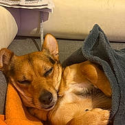 Blacky participe au concours pour gagner de l'argent avec cette photo : dog, sleeping, blanket, orange, gray, couch, newspaper, cozy, pet, fur, resting, indoors, relaxed, cute, paw, animal, snuggled, comfortable, canine, soft