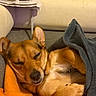 dog, sleeping, blanket, orange, gray, couch, newspaper, cozy, pet, fur, resting, indoors, relaxed, cute, paw, animal, snuggled, comfortable, canine, soft