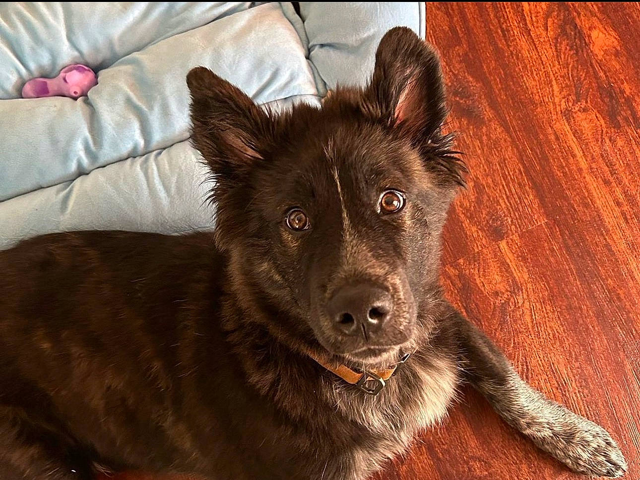 Motley joined the competition — help win amazing prizes! canidae, carnivore, comfort, companion_dog, couch, dog, dog_breed, flooring, fur, guard_dog, hardwood, herding_dog, mudi, snout, sporting_group, terrestrial_animal, whiskers, wood, working_animal, working_dog