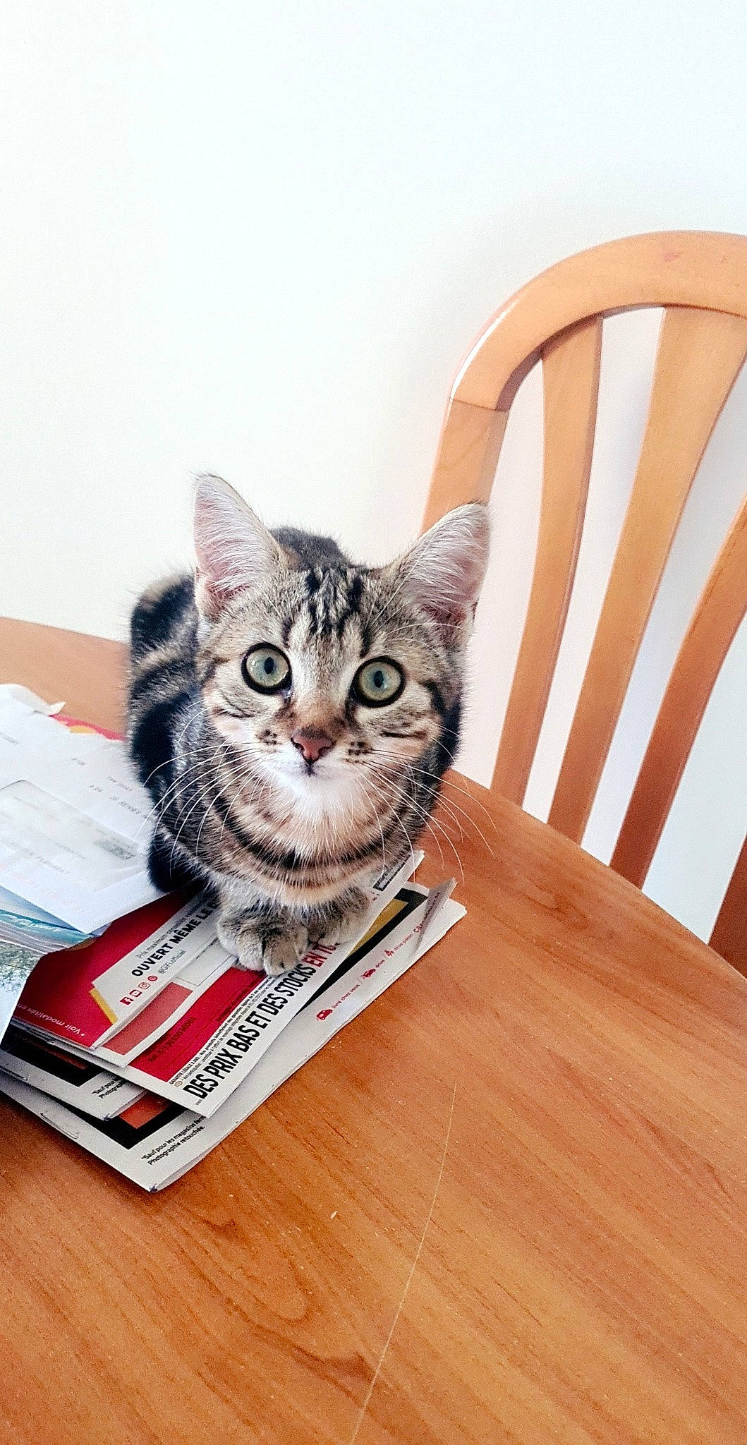 Leia a rejoint le concours — aidez-le/la à gagner de superbes lots ! american_shorthair, american_wirehair, asian, california_spangled, carnivore, cat, domestic_short_haired_cat, dragon_li, european_shorthair, felidae, kitten, small_to_medium_sized_cats, sokoke, tabby_cat, whiskers