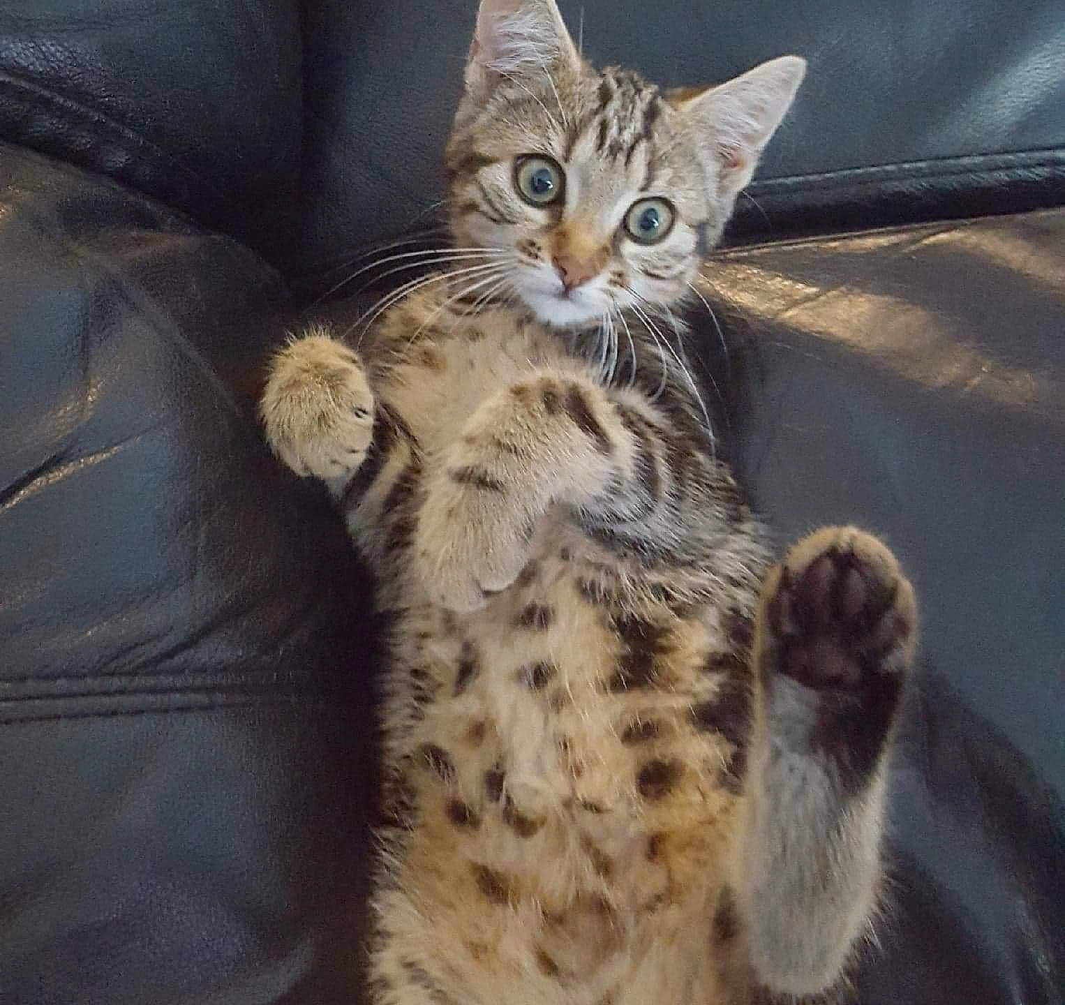 Leia participe au concours pour gagner de l'argent avec cette photo : american_shorthair, asian, australian_mist, bengal, california_spangled, carnivore, cat, domestic_short_haired_cat, dragon_li, egyptian_mau, european_shorthair, felidae, mammal, ocicat, pixie_bob, savannah, small_to_medium_sized_cats, tabby_cat, vertebrate, whiskers