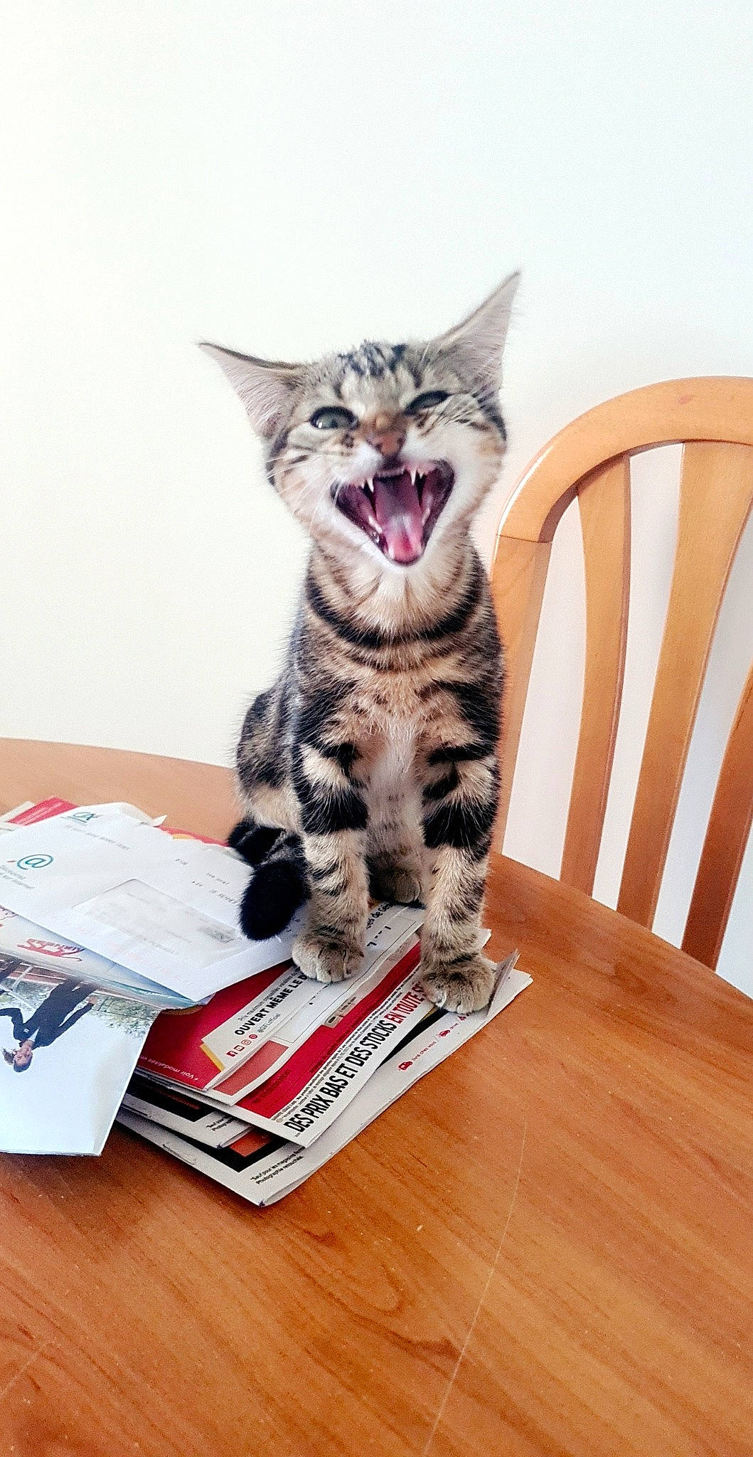 Leia participe au concours pour gagner de l'argent avec cette photo : american_shorthair, asian, california_spangled, carnivore, cat, domestic_short_haired_cat, dragon_li, european_shorthair, facial_expression, felidae, kitten, ocicat, pixie_bob, small_to_medium_sized_cats, sokoke, tabby_cat, whiskers