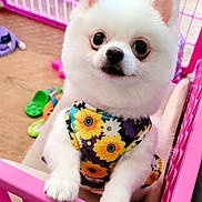 Koko Rivera joined the competition — help win amazing prizes! dog, puppy, pomeranian, white_fur, flower_pattern, clothing, pink_barrier, pet, cute, small_dog, indoor, toy, curious, furry, animal, pet_accessory, playpen, adorable, young_dog, looking_up