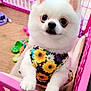 dog, puppy, pomeranian, white_fur, flower_pattern, clothing, pink_barrier, pet, cute, small_dog, indoor, toy, curious, furry, animal, pet_accessory, playpen, adorable, young_dog, looking_up