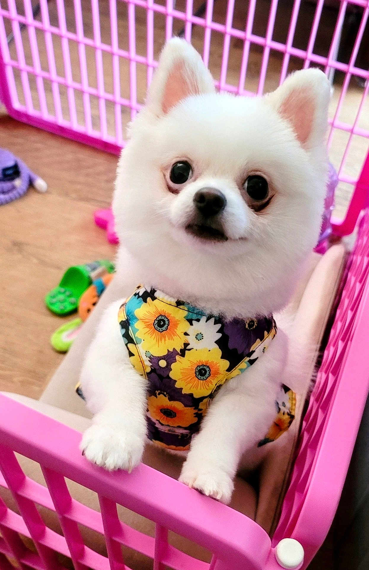 Koko Rivera joined the competition — help win amazing prizes! dog, puppy, pomeranian, white_fur, flower_pattern, clothing, pink_barrier, pet, cute, small_dog, indoor, toy, curious, furry, animal, pet_accessory, playpen, adorable, young_dog, looking_up