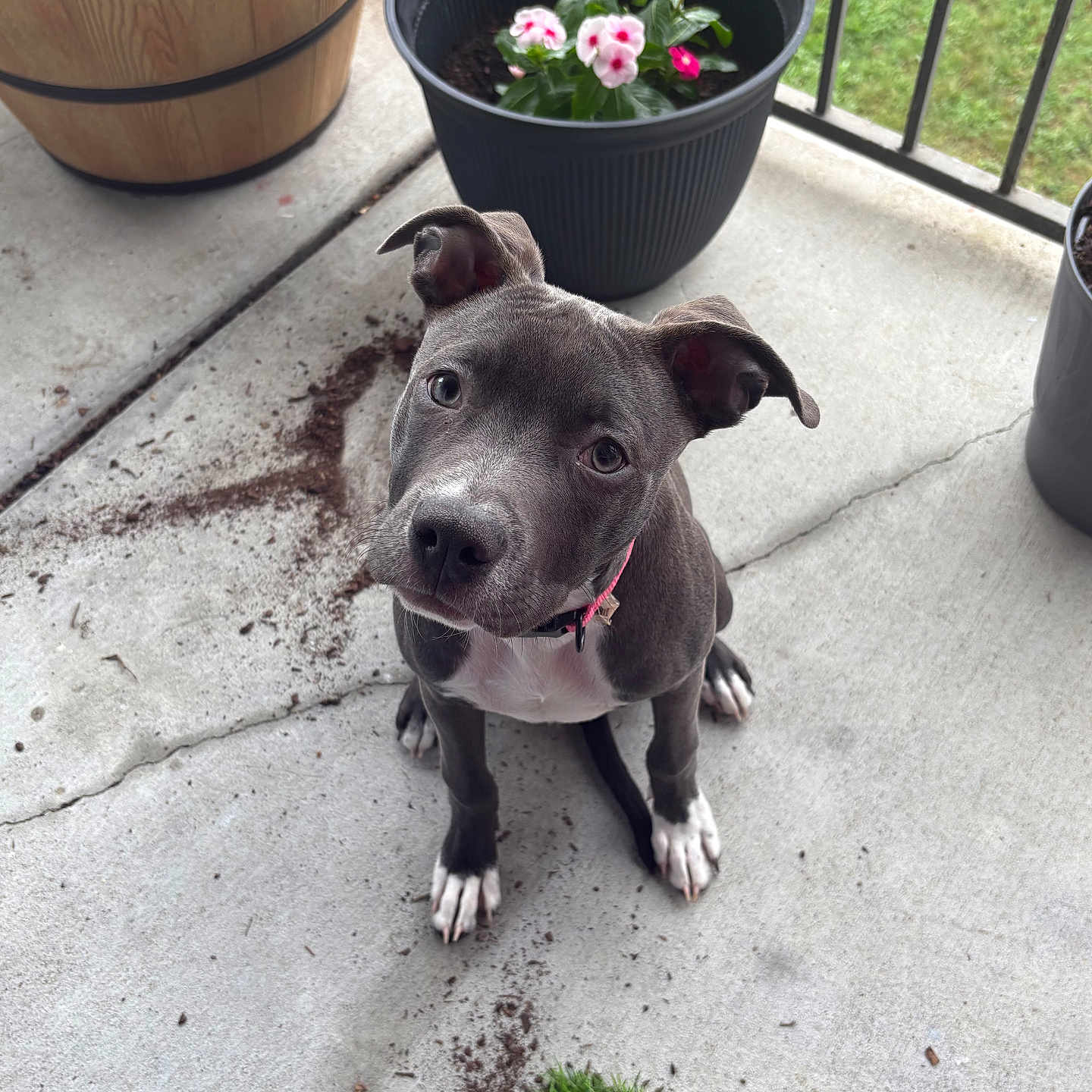 Nala is registered to the contest to win money with this photo: animal, concrete, curious, dirt, dog, flower_pot, flowers, grass_patch, gray_dog, greenery, mischievous, outdoor, pet, pink_collar, plant, porch, puppy, sitting, white_paws, young_dog