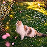 cat, calico_cat, fluffy, grass, flowers, greenery, sunlight, nature, outdoor, pet, animal, garden, pink_petals, curious, sitting, daylight, leafy_bush, spring, peaceful, feline