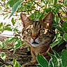 alert, animal, cat, ears, eyes, face, feline, foliage, fur, garden, leaves, nature, outdoor, pet, plants, portrait, sitting, striped_fur, tabby, whiskers