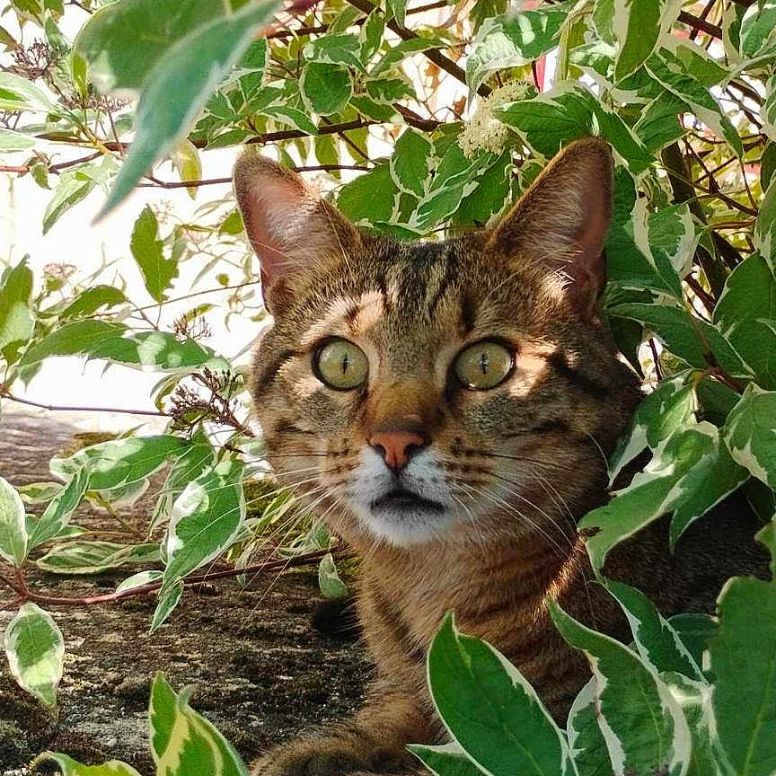 Lidou a rejoint le concours — aidez-le/la à gagner de superbes lots ! alert, animal, cat, ears, eyes, face, feline, foliage, fur, garden, leaves, nature, outdoor, pet, plants, portrait, sitting, striped_fur, tabby, whiskers