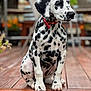 animal, black_and_white, blurred_background, canine, collar, cute, dalmatian, dog, ears, fur, nose, outdoor, paw, pet, portrait, puppy, sitting, spots, wooden_deck, young