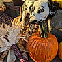 Sadie joined the competition — help win amazing prizes! autumn, black_and_white, chewing, close_up, corn, dalmatian, dog, fall, indian_corn, leaf_litter, nature, orange, outdoor, playful, pumpkin, puppy, spots, stem, stone_step, sunlight