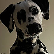 Sadie joined the competition — help win amazing prizes! dog, dalmatian, puppy, curious, head_tilt, black_and_white, spots, pet, animal, bed, indoors, collar, cute, fur, portrait, looking, young, mammal, domestic_animal, whiskers