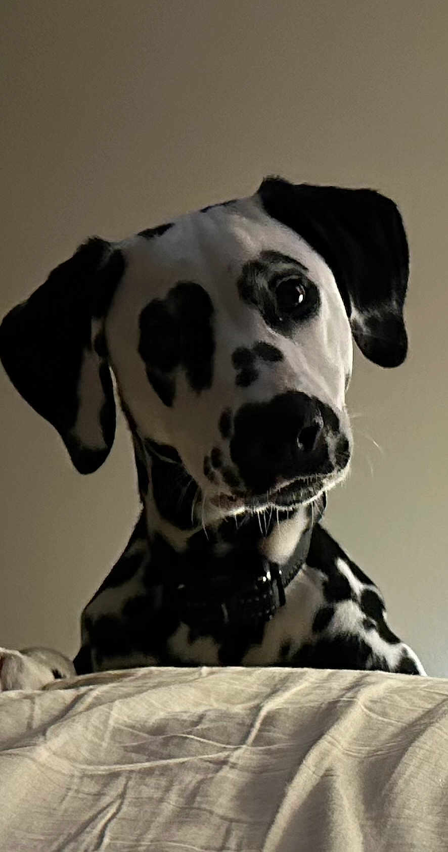 Sadie joined the competition — help win amazing prizes! dog, dalmatian, puppy, curious, head_tilt, black_and_white, spots, pet, animal, bed, indoors, collar, cute, fur, portrait, looking, young, mammal, domestic_animal, whiskers
