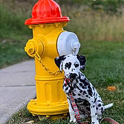 Sadie is registered to the contest to win money with this photo: animal, background_blur, collar, cute, dalmatian, daylight, dog, fire_hydrant, grass, greenery, leash, nature, outdoor, park, pet, puppy, sidewalk, sitting, spotted, suburban