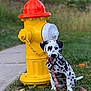 animal, background_blur, collar, cute, dalmatian, daylight, dog, fire_hydrant, grass, greenery, leash, nature, outdoor, park, pet, puppy, sidewalk, sitting, spotted, suburban